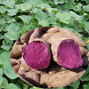 100% Natural Dehydrated/Dried AD Purple Sweet Potato Powder