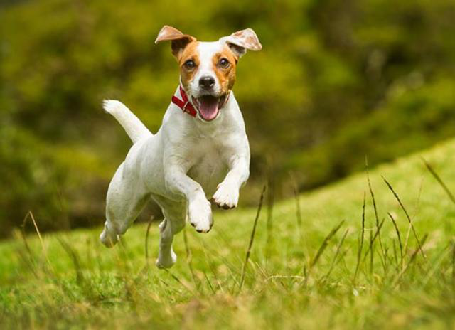 Why are some dogs more hyper than others?
