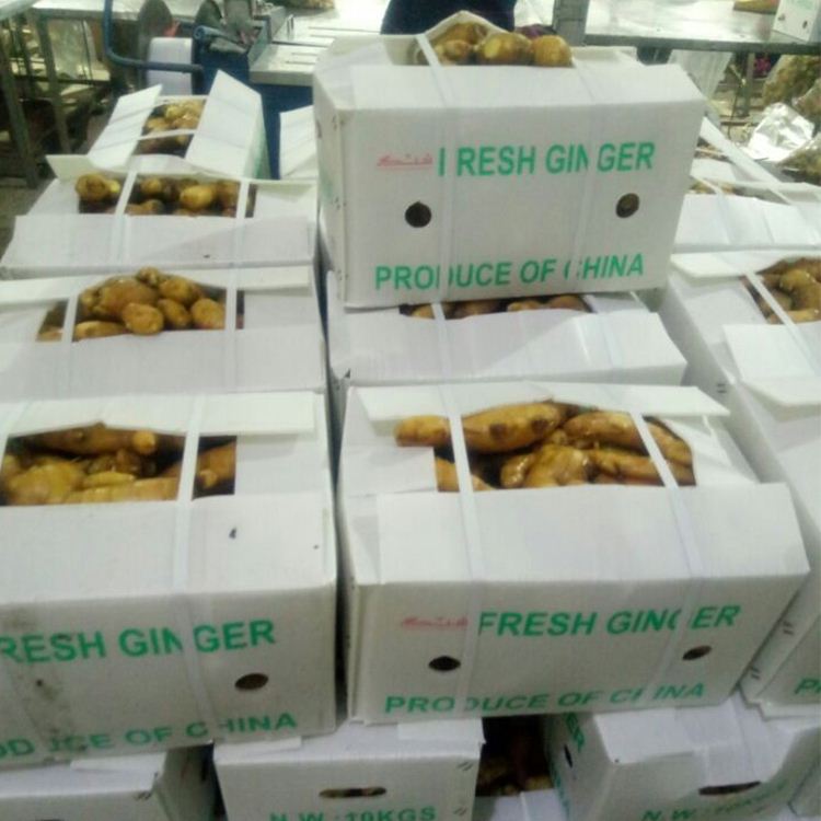 Wholesale Price per ton Premium Quality Bulk Dry Fresh Ginger