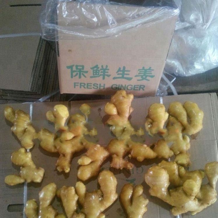 Fresh Vegetables from China Washed Ginger Fresh Ginger