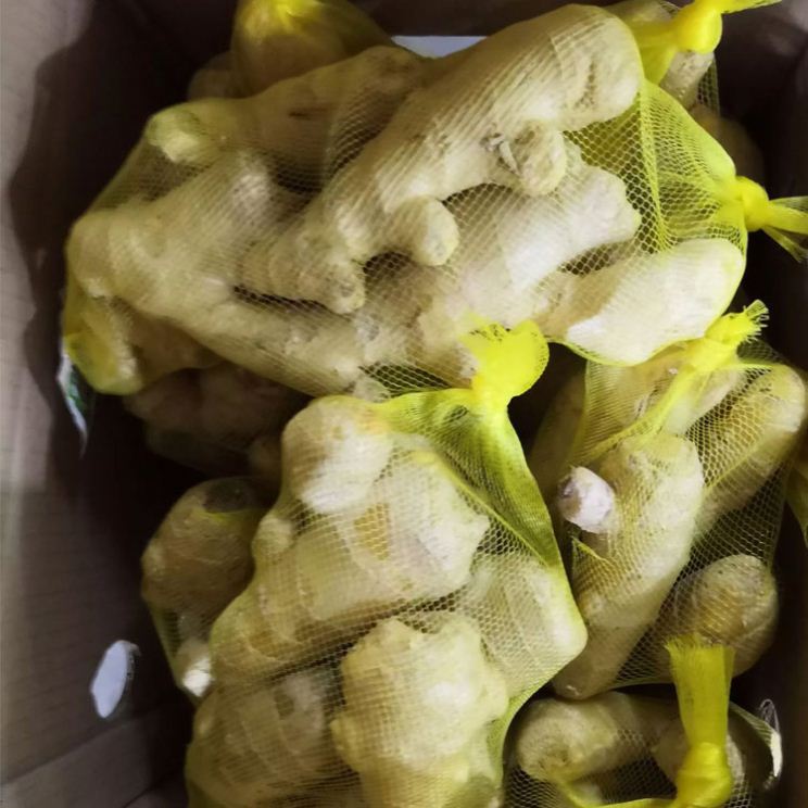 2020 china fresh ginger 20KG up in mesh bag Laiwu ginger