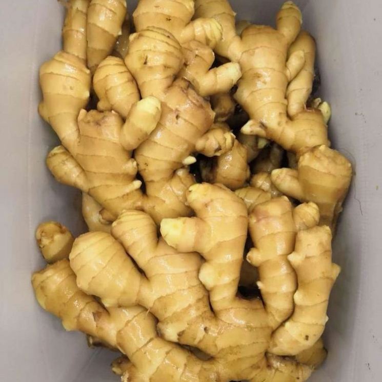 New Crop Fresh ginger whole prices exporting to oversea