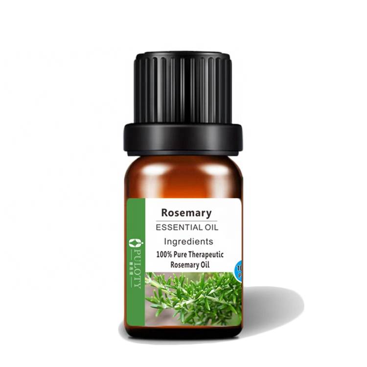 Aromatic Plant Rosemary Oil for perfume beauty