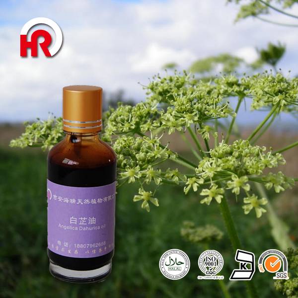 Pure and natural Radix Angelica dahurica in Herbal Extract