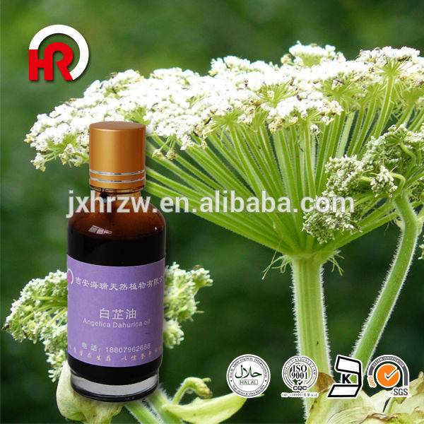 100% Herbal Medicine Radix Angelica dahurica oil plant extract
