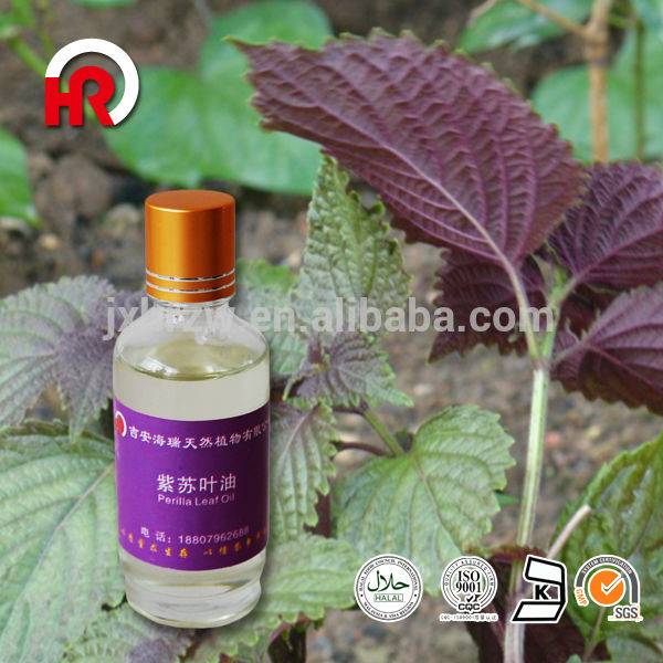 Chinese zisuye Wholesale Good Price perilla leaf Essential Oil