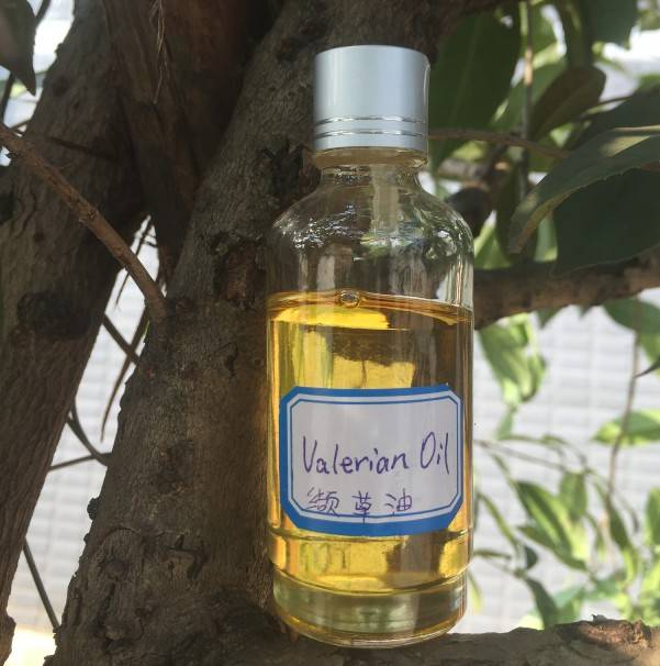 high quality Valeriana officinalis extract valerian oil