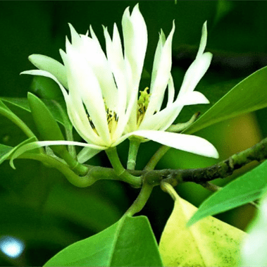 Natural Michelia Alba Leaf oil for perfume