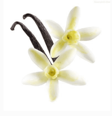 Pure Natural Vanilla Oil For Aromatherapy / SPA / Cosmetic