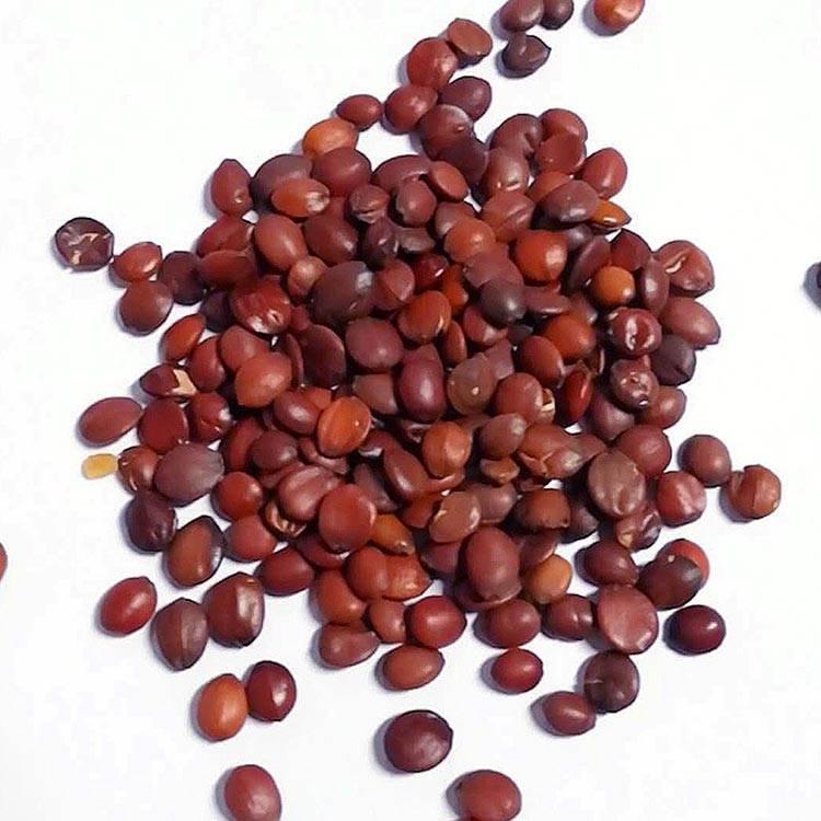 Jujube Seed Featured Image