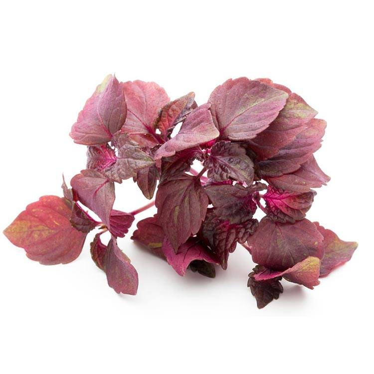 Common perilla leaf Featured Image