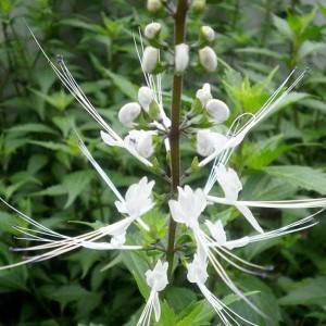 Clerodendranthus spicatus extract