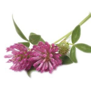 Red clover Extract