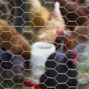 Metallic Rabbit Wire Netting , Hot – Dip Galvanized Wire Mesh Fencing