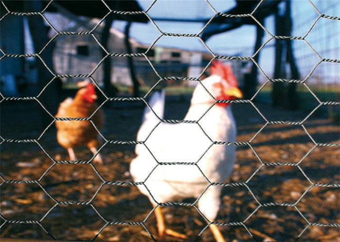 Silvery Hot – Dipped Galvanized Chicken Wire Netting For Poultry 25mm Hole Size