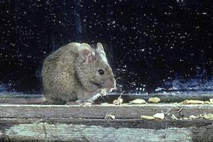 Keep the House Mouse Out of Your House