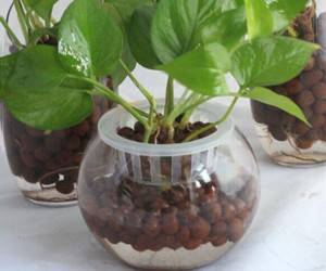Expanded Clay Pebbles as plants growing media