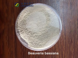 Beauveria Bassiana