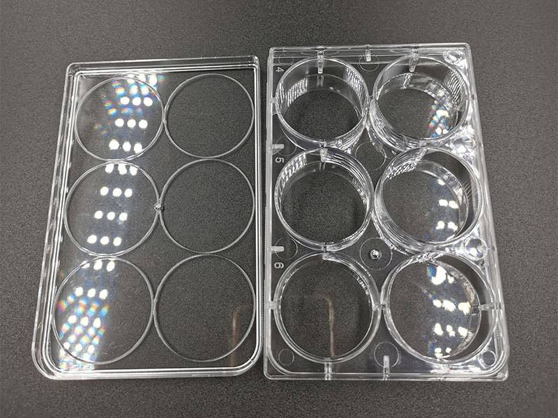Cell and Tissue Culture Plates Featured Image