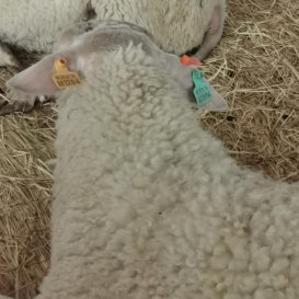 Sheep goat plastic ear tag sheep (1)1201