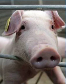 Pig sow TPU ear tag marker (1)1557