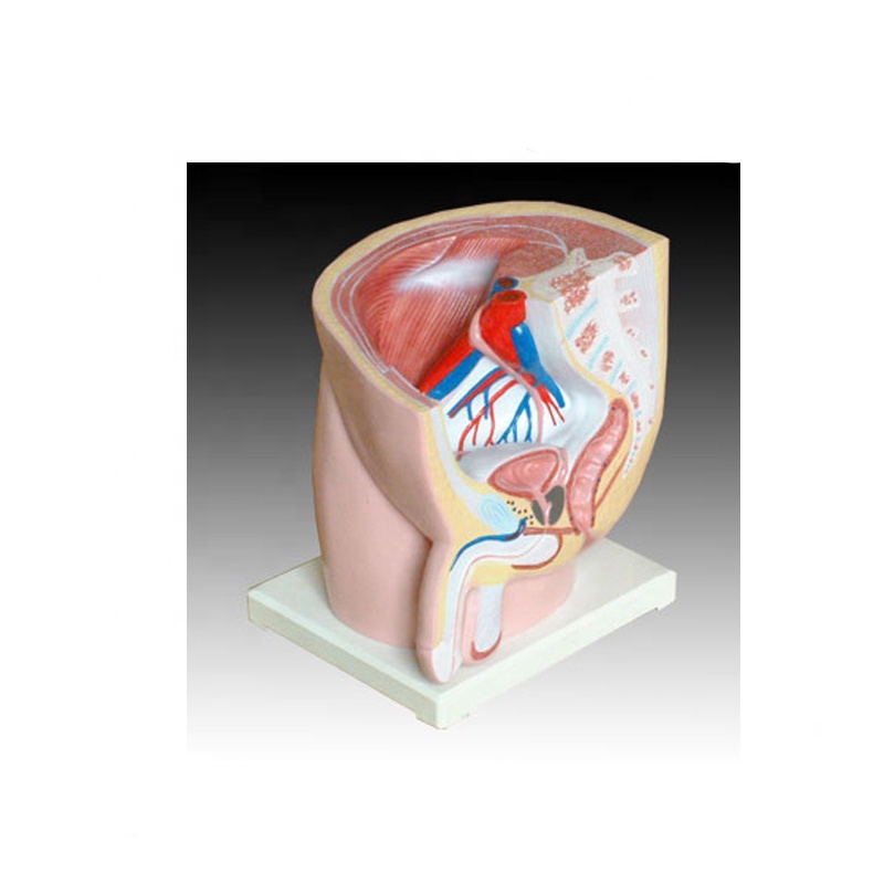 Human male pelvis section (1 part) model