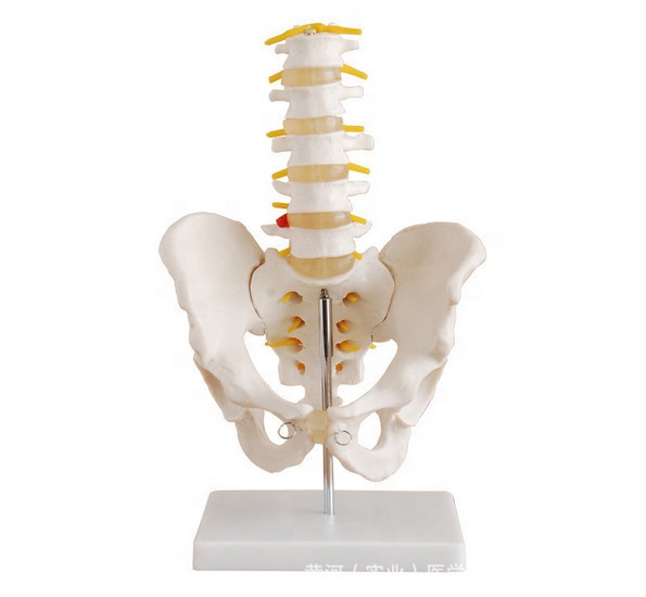 life size pelvis anatomic model with 5pcs lumbar vertebrae