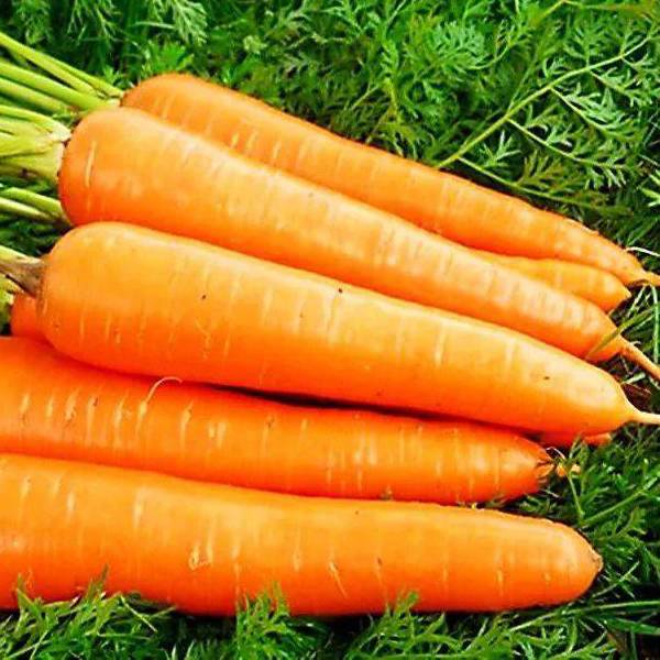 Carrot Featured Image