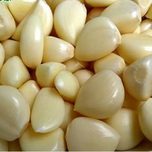 Fresh garlic clove