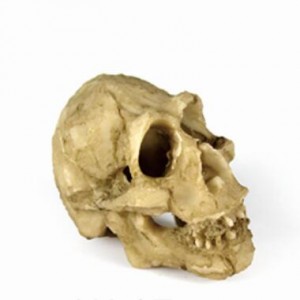 Resin yellow head bone decoration
