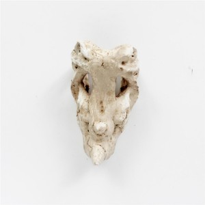 Resin white monster head bone decoration