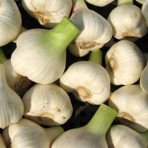 cheap price in bulk fresh organic garlic mesh bag price of garlic