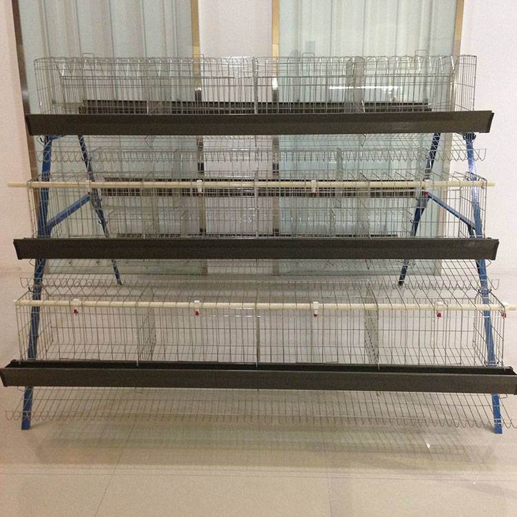 A type cages for hens Featured Image