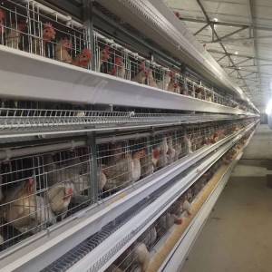 H type cages for hens