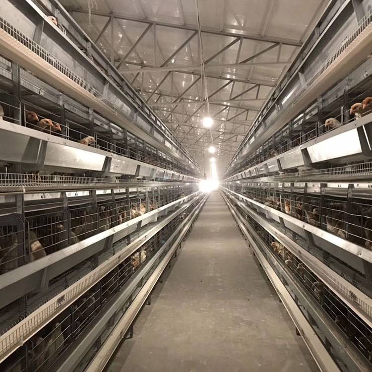 H type cages for hens Featured Image