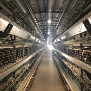 Poultry farm metal duck cages