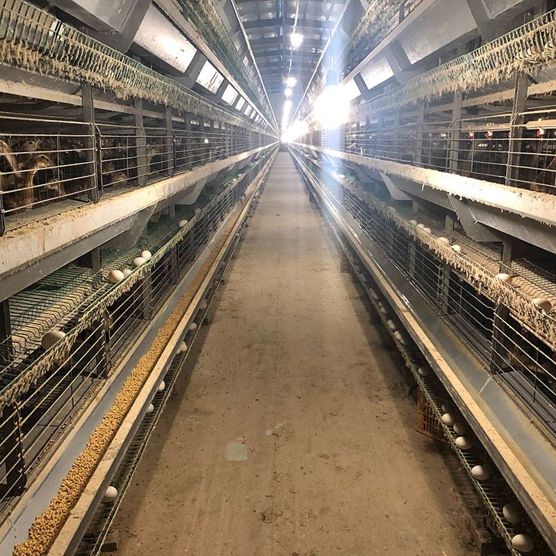 Poultry farm metal duck cages Featured Image