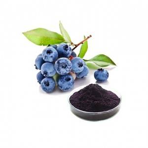 Best Quality Wild Blueberry Extract Powder
