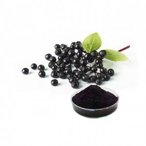 Factory Supply High Quality Sambucus Nigra Extract Elderberry
