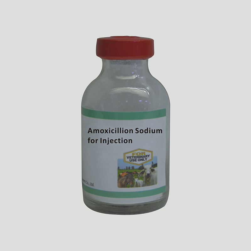 Amoxicillion Sodium for Injection Featured Image
