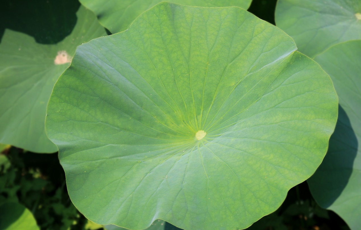 Awọn anfani-ti-Lotus-Leaf-Powder-ati-Awọn eniyan-daradara