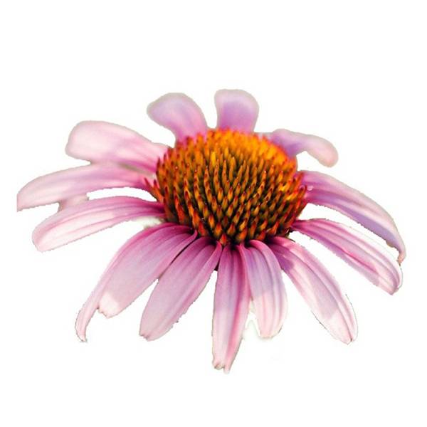 Cheap Wholesale Boldo Leaf Extract Factory - Echinacea Purpurea Extract – Kindherb detail pictures