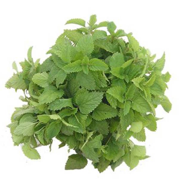 Cheap Wholesale Hieracium Pilosella Extract Factory - Lemon balm extract – Kindherb