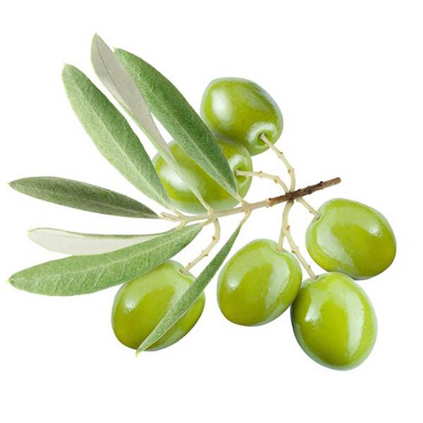 Cheap Wholesale Lagerstroemia Speciosa Extract Manufacturers - Olive Leaf Extract – Kindherb detail pictures