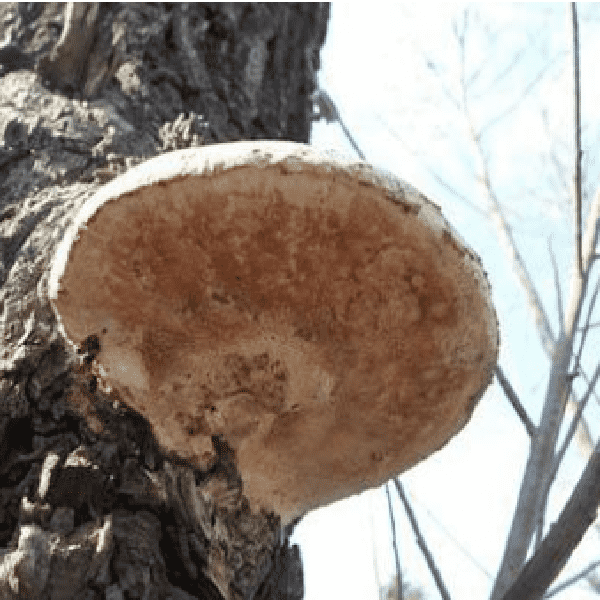 Cheap Wholesale Phyllanthus Niruri Extract Manufacturers - Trametes Suaveolens Extract – Kindherb