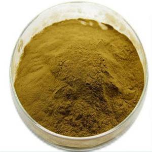 Cheap Wholesale Plantago Extract Suppliers - Witch Hazel Extract – Kindherb