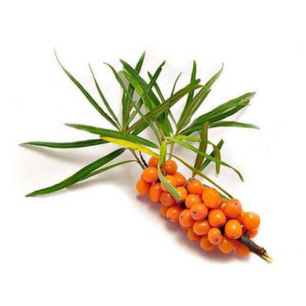 Cheap Wholesale Nettle Extract Factories - Sea Buckthorn Extract – Kindherb