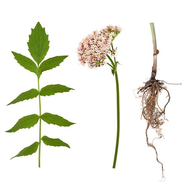 Cheap Wholesale American Ginseng Extract Suppliers - Valerian Root Extract – Kindherb