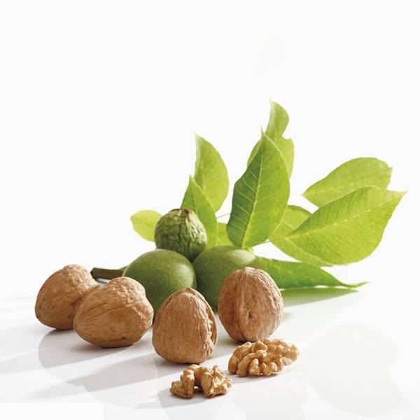 Cheap Wholesale Ribes nigrum Extract Factory - Walnut Leaf Extract – Kindherb detail pictures