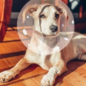 Pet Cone collar-Elizabeth Collar,Protective Head Cone, Recovery ECollar